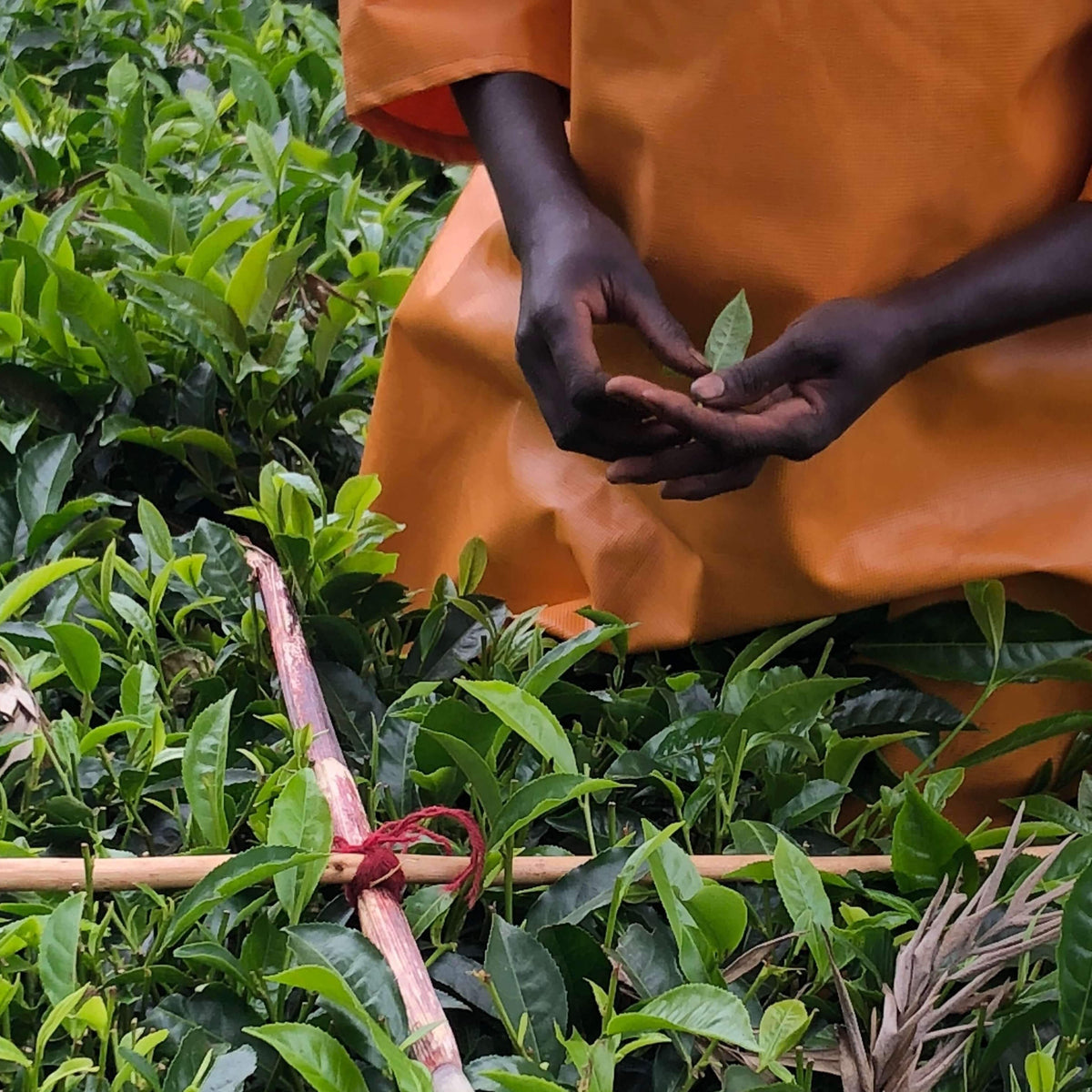 Organic Fair Trade Green Tea