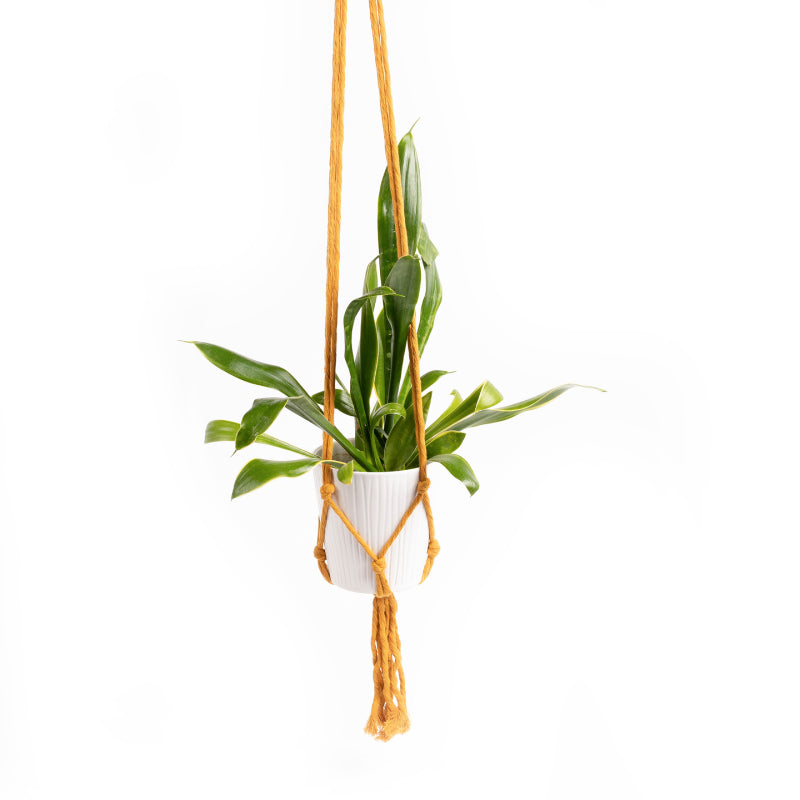 Cotton Rope Plant Hanger